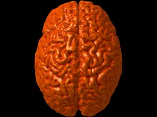 Image of child's brain