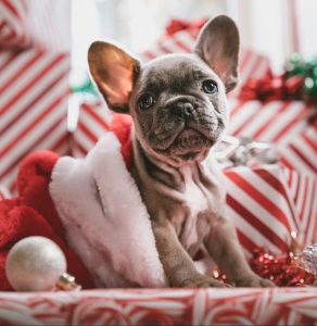 A festive dog.
