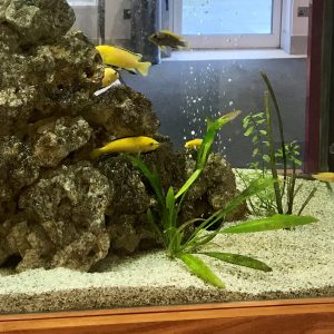 A picture of the fish tank in Anna's office