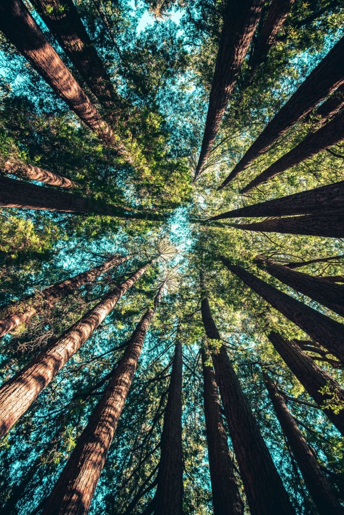 A photo in a forest looking up from the ground towards the sky